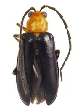 Phyllecthris dorsalis