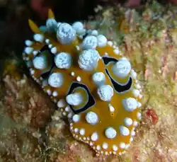Phyllidia ocellata