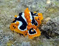 Phyllidia undula