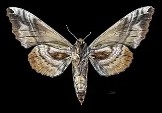 Female, ventral view