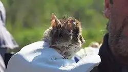 Brown and white mouse