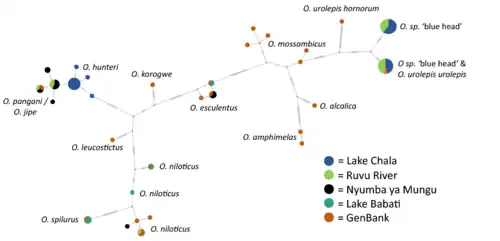 A phylogeographic Tree of Lake Chala Tilapia species, showing how distant closley related they across the Pagani Drainage Basin