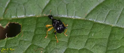 Phymatapoderus flavimanus in Seosan, South Korea