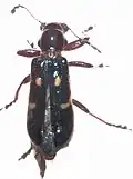 Phymatophaea guttigera (Enopliinae)