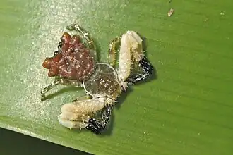 Phyrnarachne sp. mimicking bird-dropping, Karnataka, India
