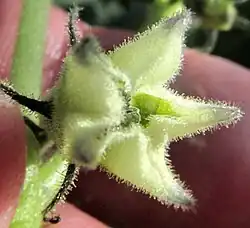 Physalis nicandroides, partly open flower with densely hairy corolla