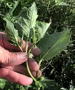 Physalis nicandroides, leafy, flowering stem