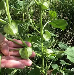 Physalis nicandroides, nearly mature inflated calyxes with fruit developing inside