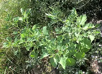 Physalis nicandroides, plant in weedy habitat