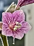 Physochlaina orientalis: detail of corolla venation in a single senescent (post-pollination) flower - note ripe anthers and wilted pistil.