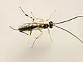 Phytodietus sp. male (Tribe Phytodietini)