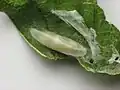 Phytodietus sp. pupa
