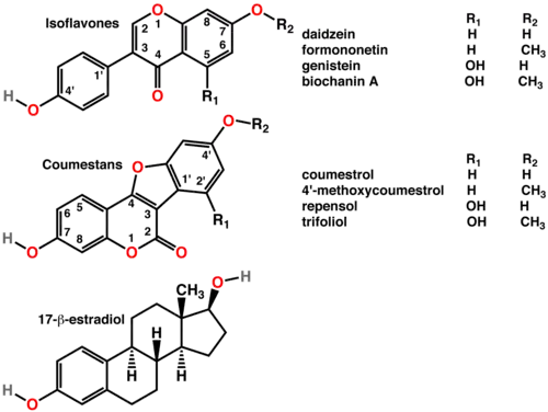 Polyphenols include phytoestrogens (top and middle), mimics of animal estrogen (bottom).[78]