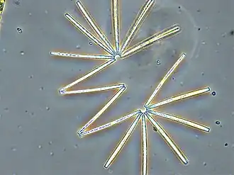 Diatoms linked in a colonial chain[64]