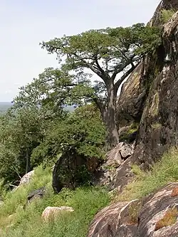 Sudanian savanna vegetation in Burkina Faso.