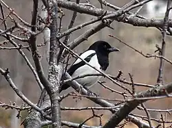 Eurasian magpie, South Tyrol
