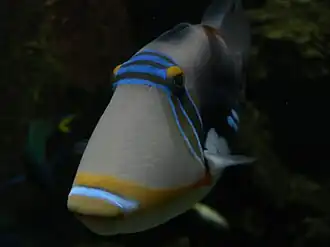 Aquarium specimen