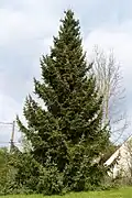 Although some trees are very slender, this is not invariable; many are broader, such as this cultivated tree in France