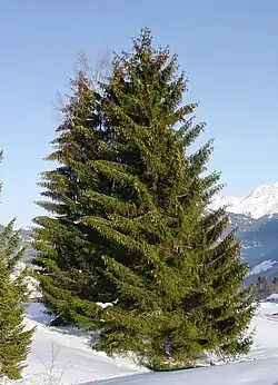 Norway spruce