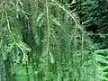 Foliage