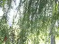 Foliage of a young tree, ridge above Bear Lake, Ca.