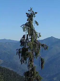 On a ridge above Bear Lake, Siskiyou Mountains, Ca.
