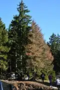 Oriental spruce killed by the beetle