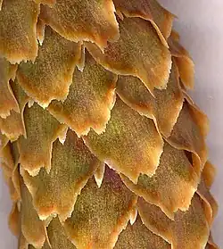 Exceptionally, the bracts can be just slightly exserted in mature cones of Picea sitchensis