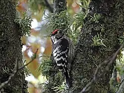 Lesser spotted woodpecker, Ávila