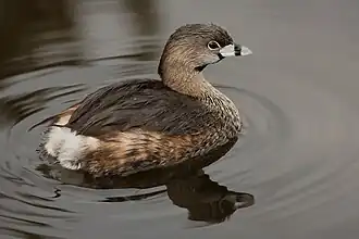 Brown-and-grey bird swimming in water