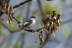 European pied flycatcher, Aosta Valley