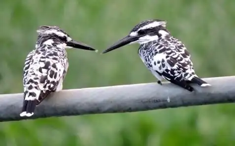 Pied kingfisher, Kanjli wetland, Punjab, India