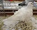 White Frillback