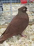 Red Crested Picard