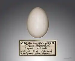 Egg of passenger pigeon
