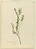 Pimelea linifolia from a botanical series in watercolour by the artist.