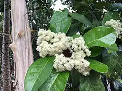 Piment flower
