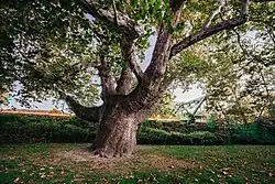 Pinchot Sycamore - October 5, 2024