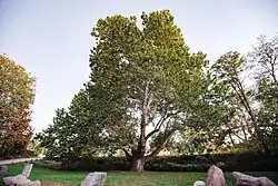 Pinchot Sycamore - October 5, 2024
