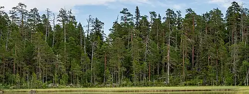 Pine-dominated taiga that has never been affected by deforestation: Hamra National Park.