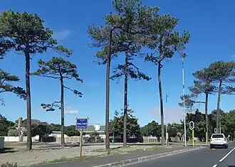 A view down Forest Drive, entering Pinelands, with pine trees in the foreground