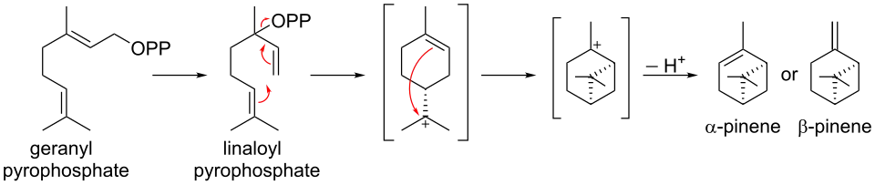Biosynthesis of pinene from geranyl pyrophosphate