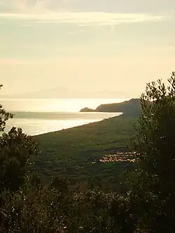 The pinewood of Roccamare