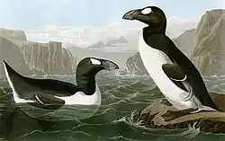 Painting of great auks by John James Audubon (1827-1838).