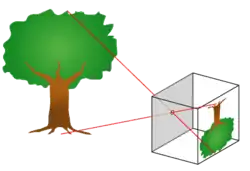An image of a tree projected into a box through a pinhole.