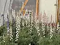 Pink, white, and blue Big Bend Bluebonnets in a greenhouse.