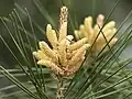 Male (pollen) cones