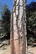 Mature bark showing red-brown fissures