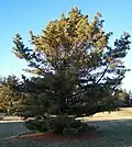 Cultivated at Morton Arboretum