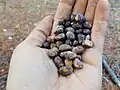 Seeds